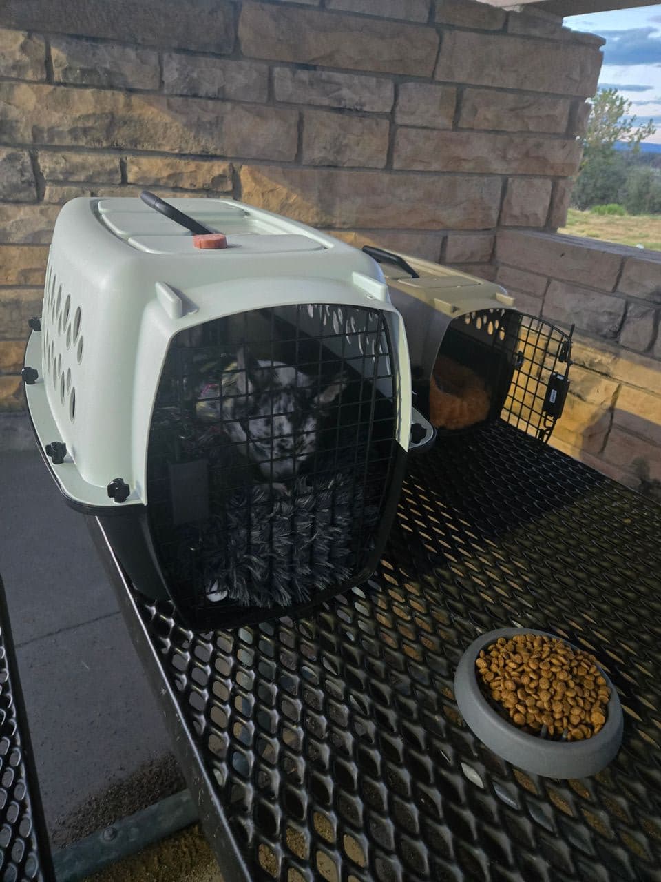 Pet travel photo 1