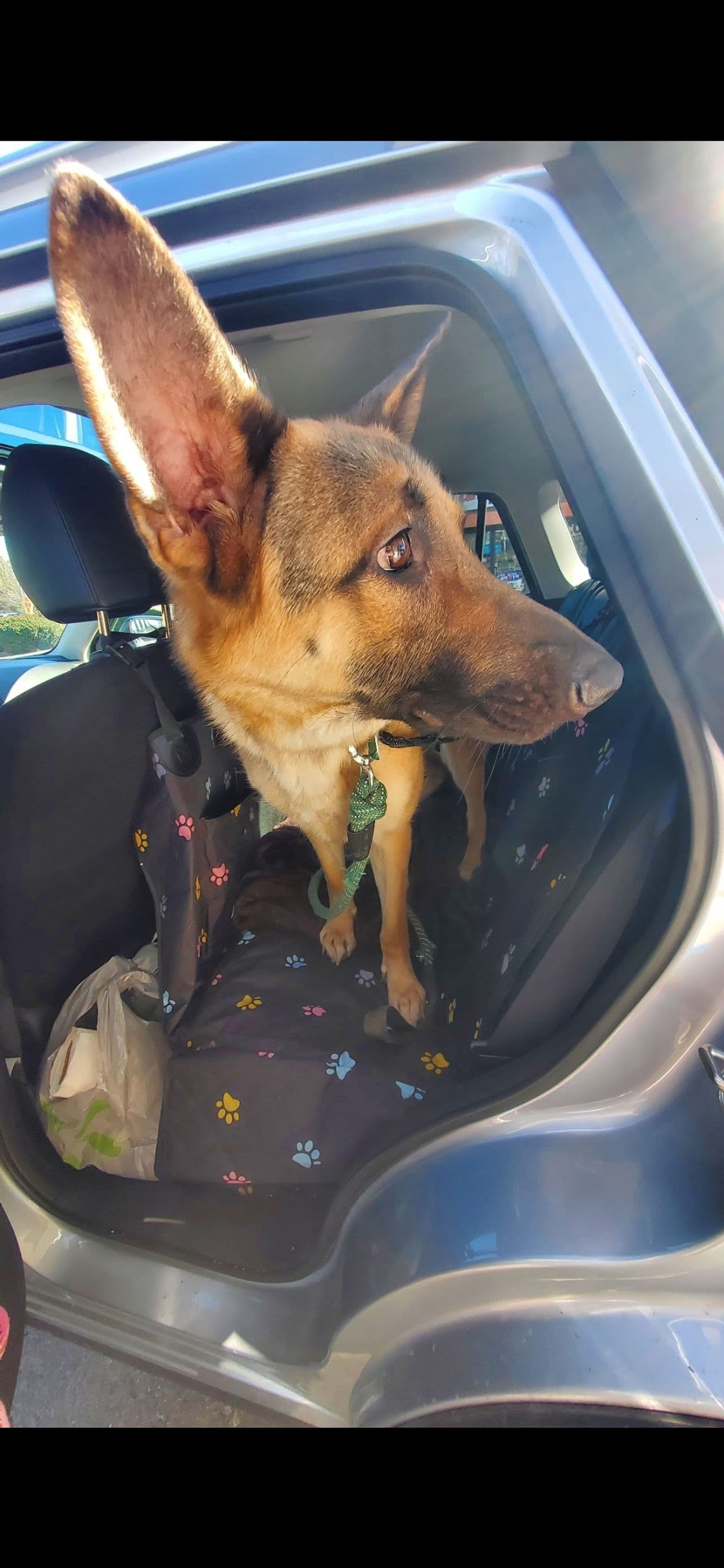 Pet travel photo 4