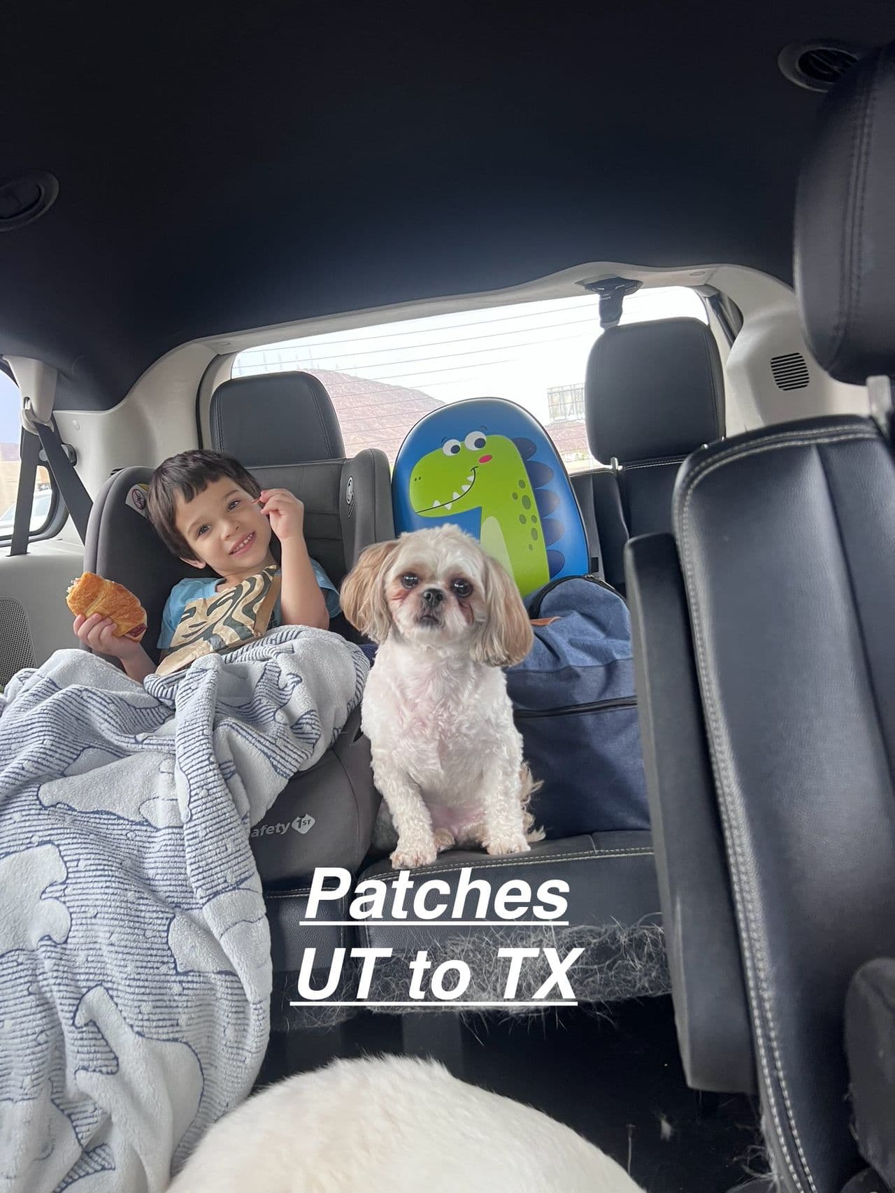 Pet travel photo 2