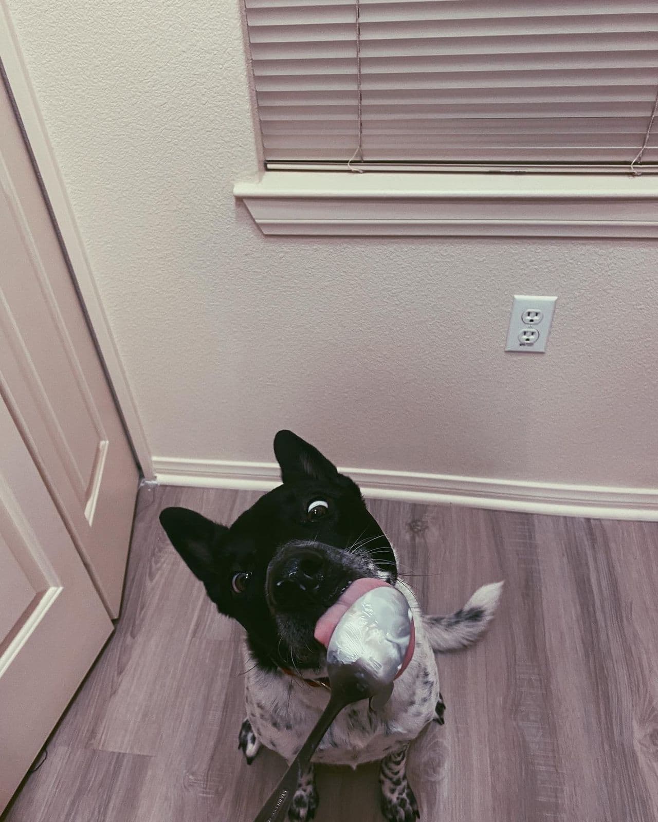 Pet travel photo 1