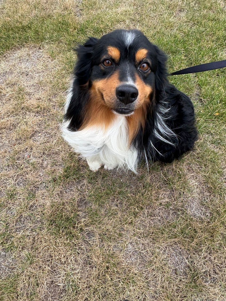 Pet travel photo 5