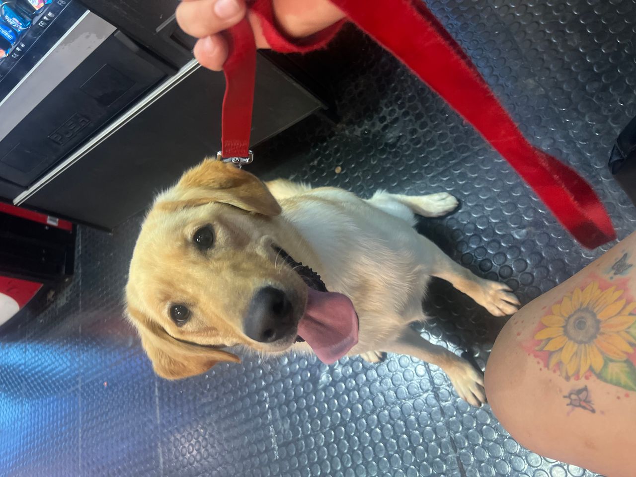 Pet travel photo 5