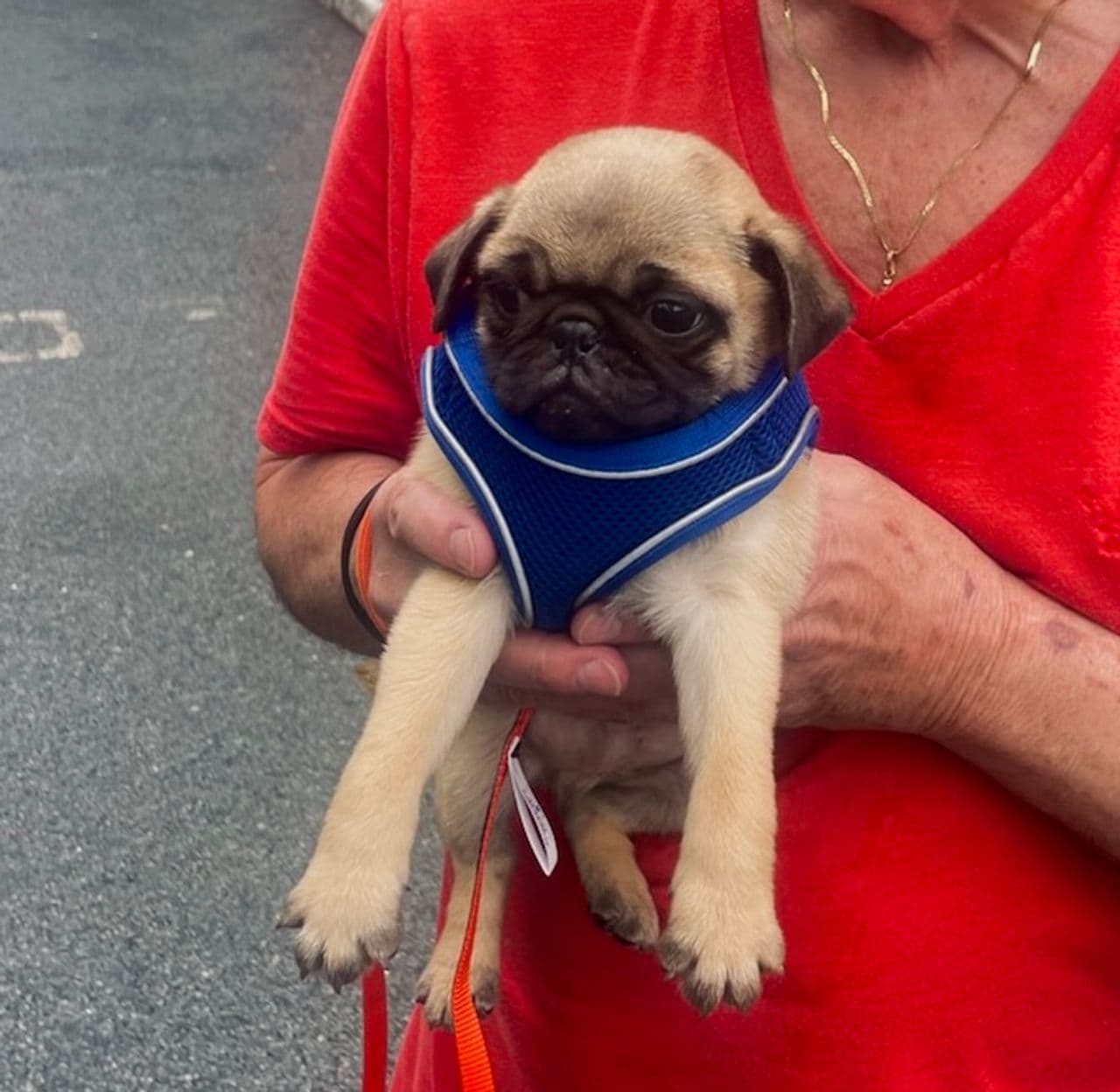 Pet travel photo 3