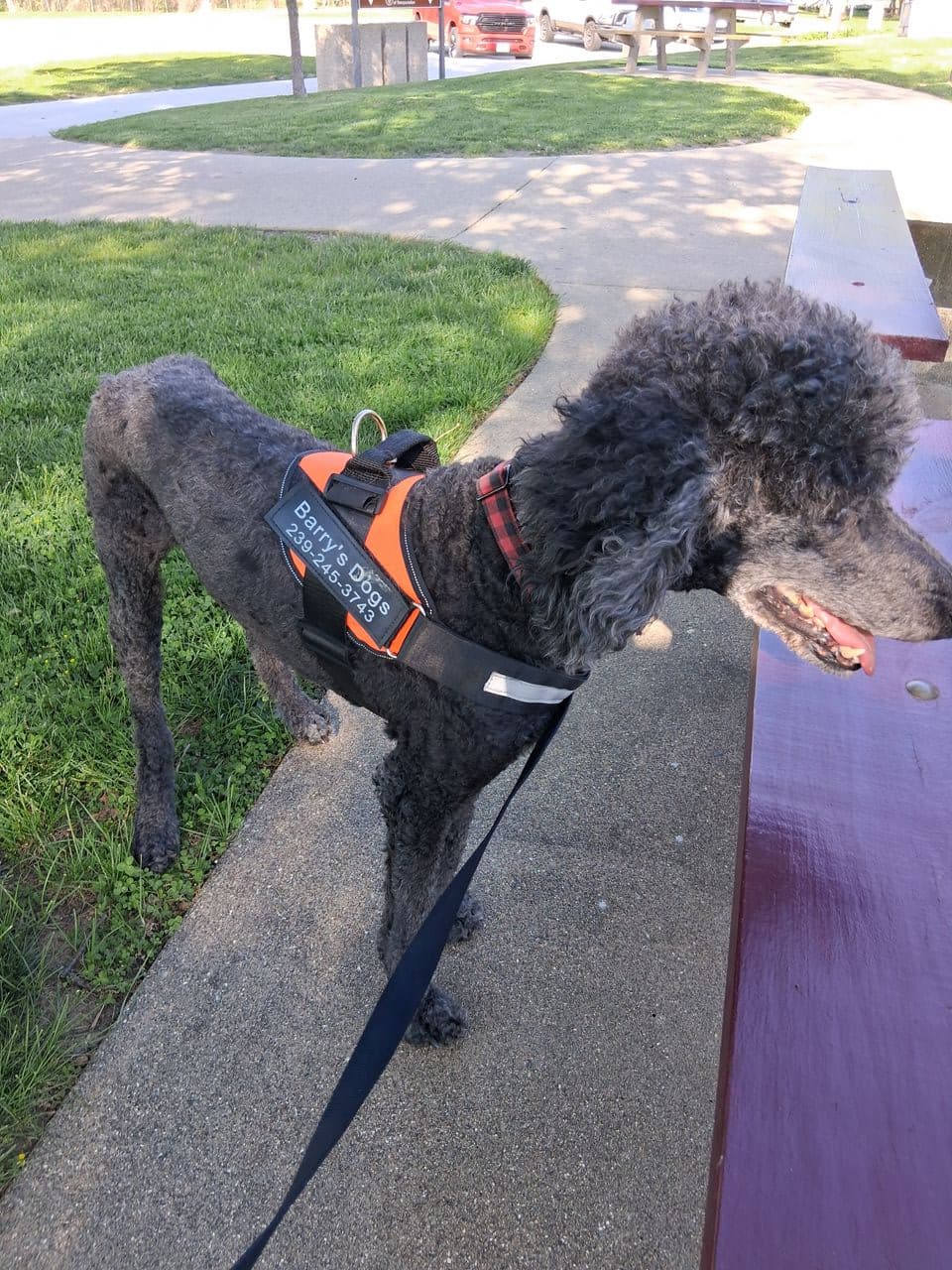 Pet travel photo 3