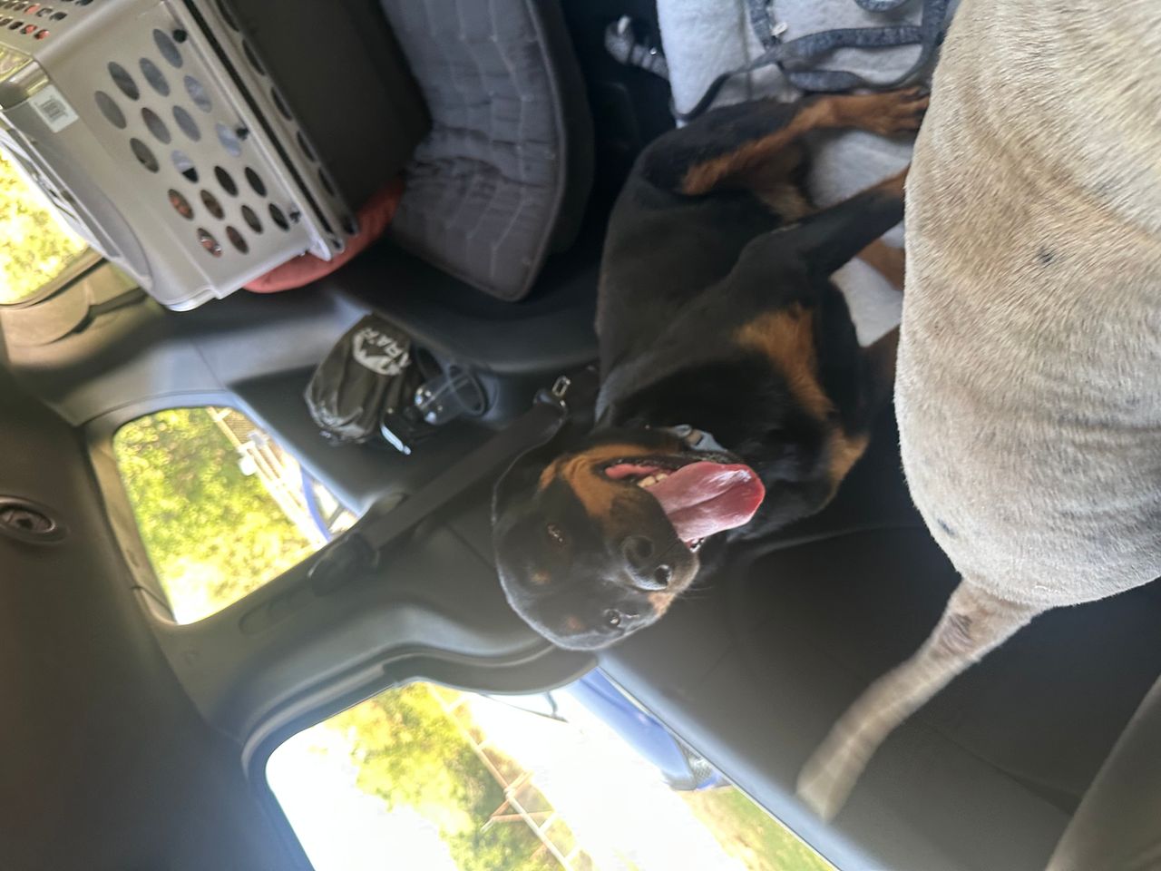 Pet travel photo 3