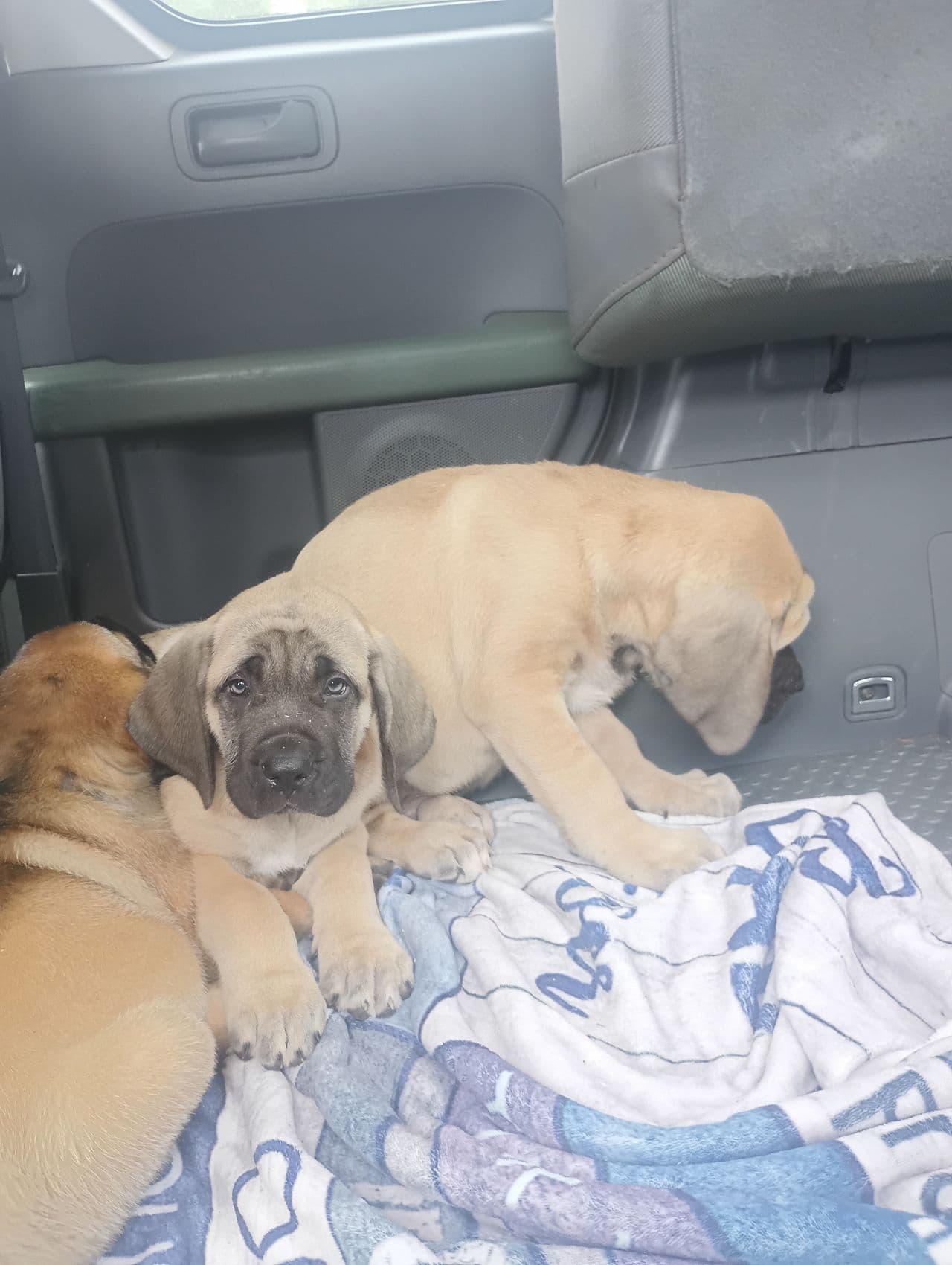 Pet travel photo 6