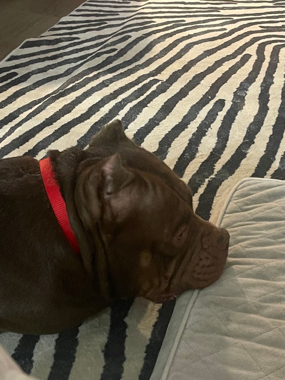 Pet travel photo 6