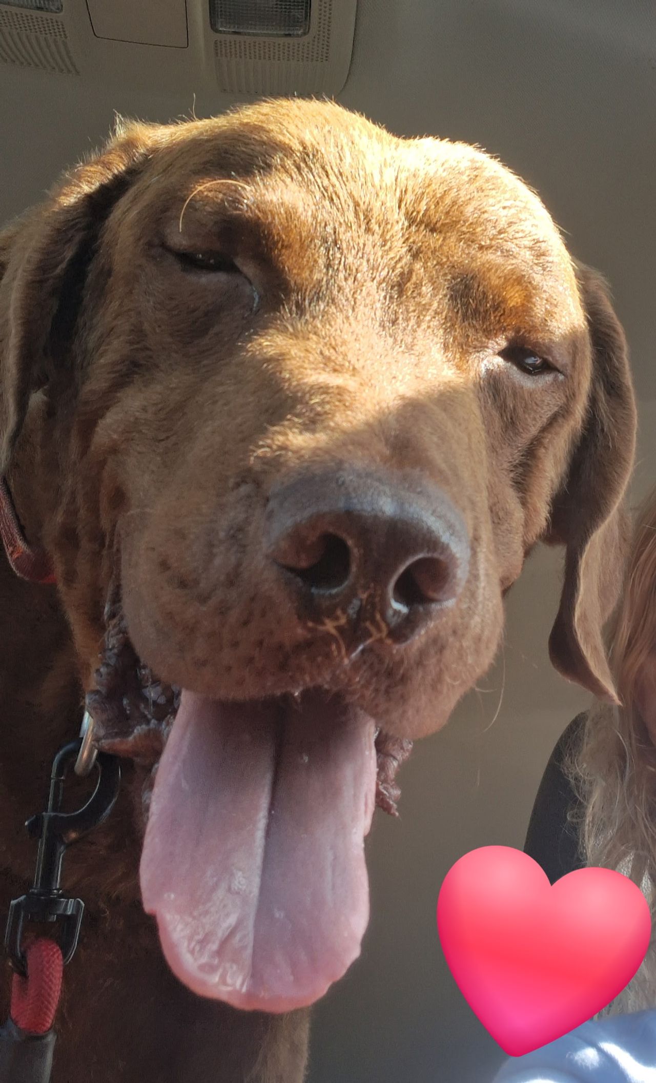 Pet travel photo 4