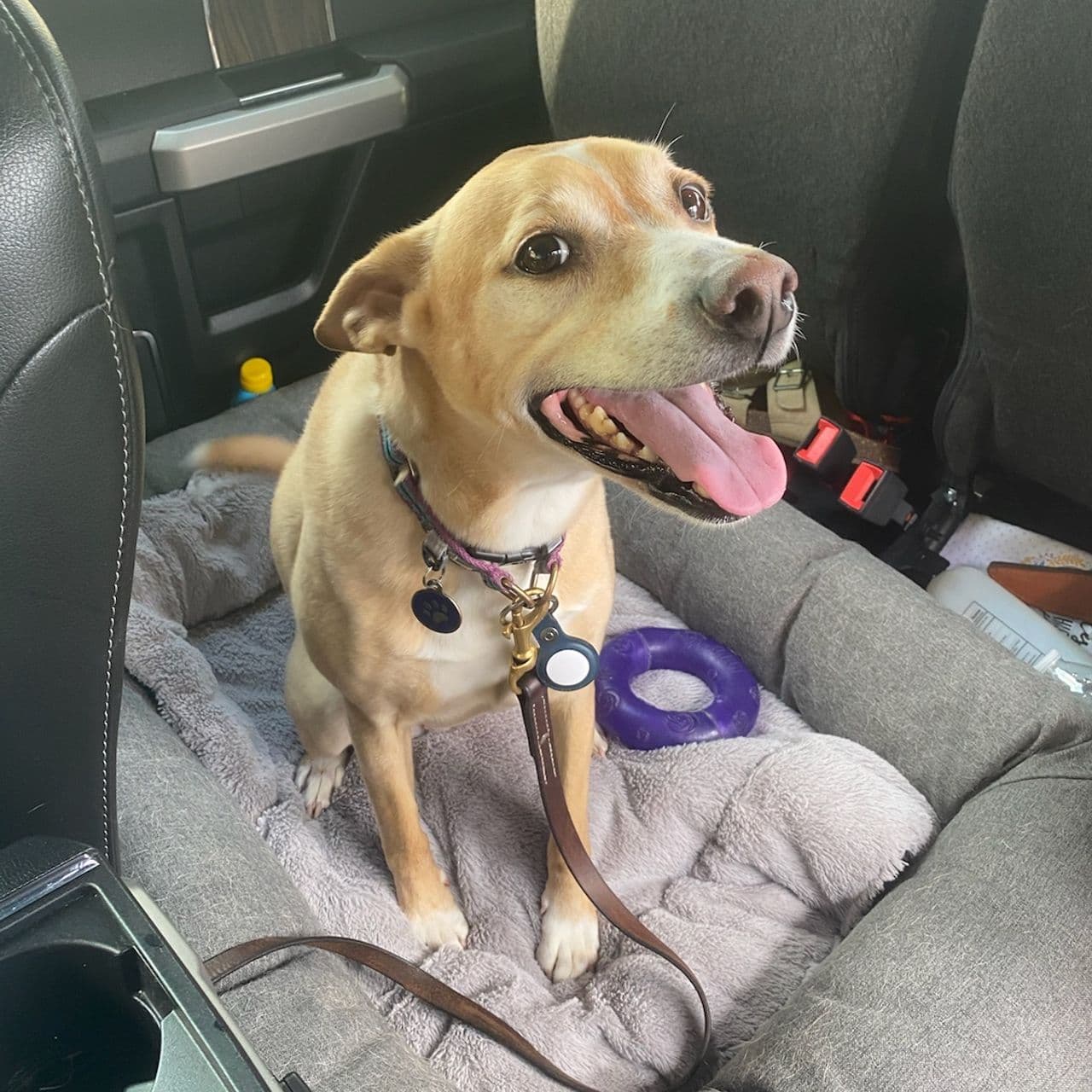 Pet travel photo 6
