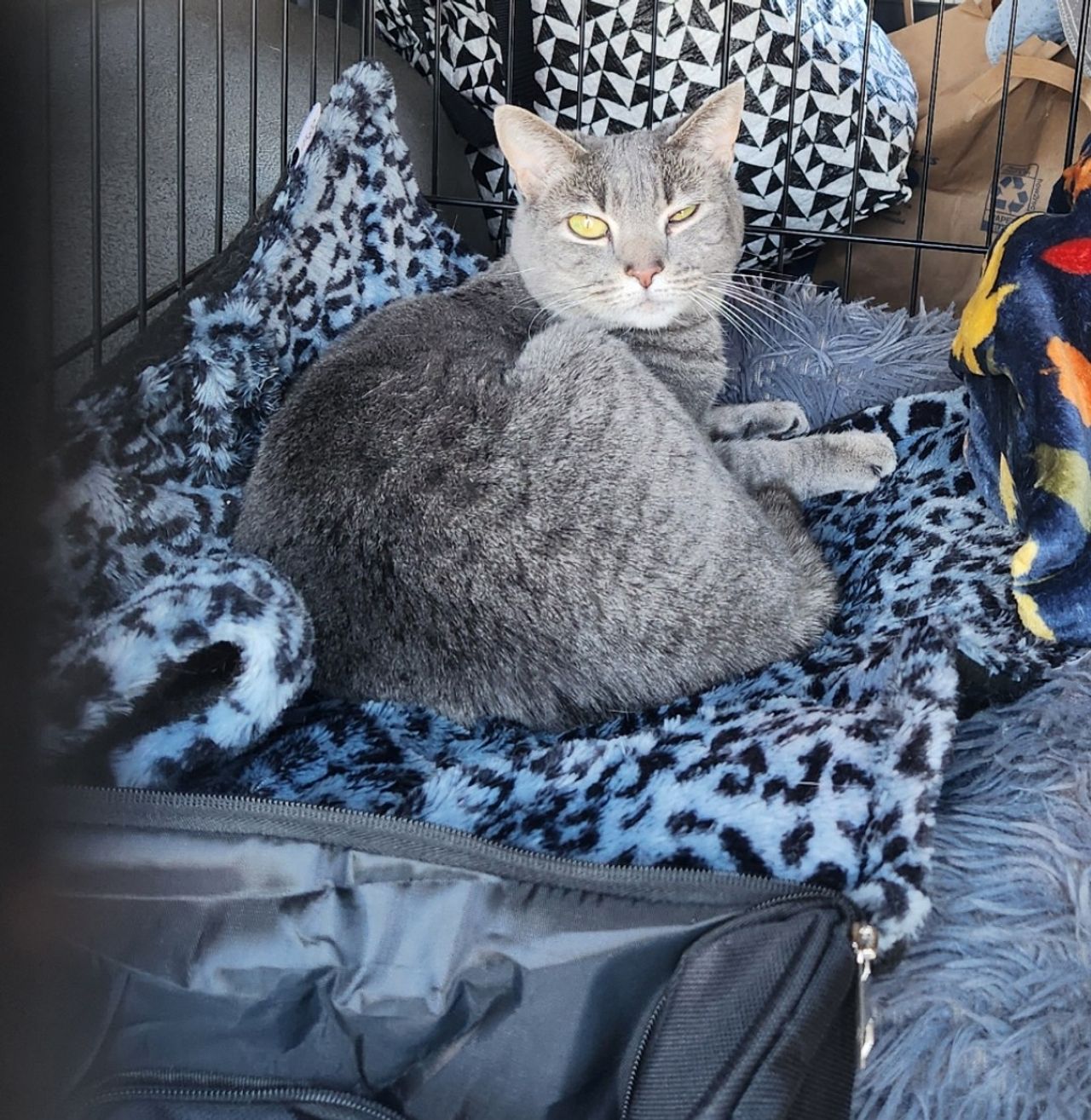 Pet travel photo 3