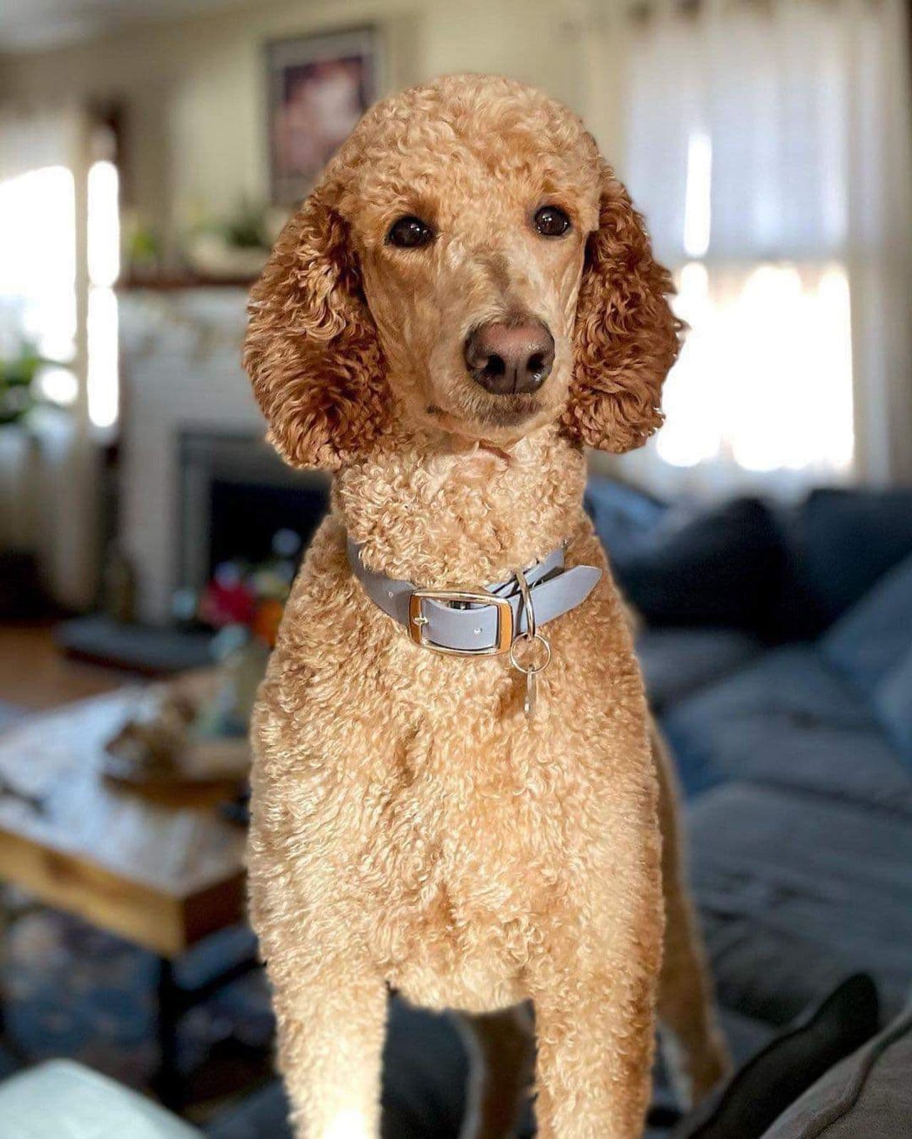 Pet travel photo 6