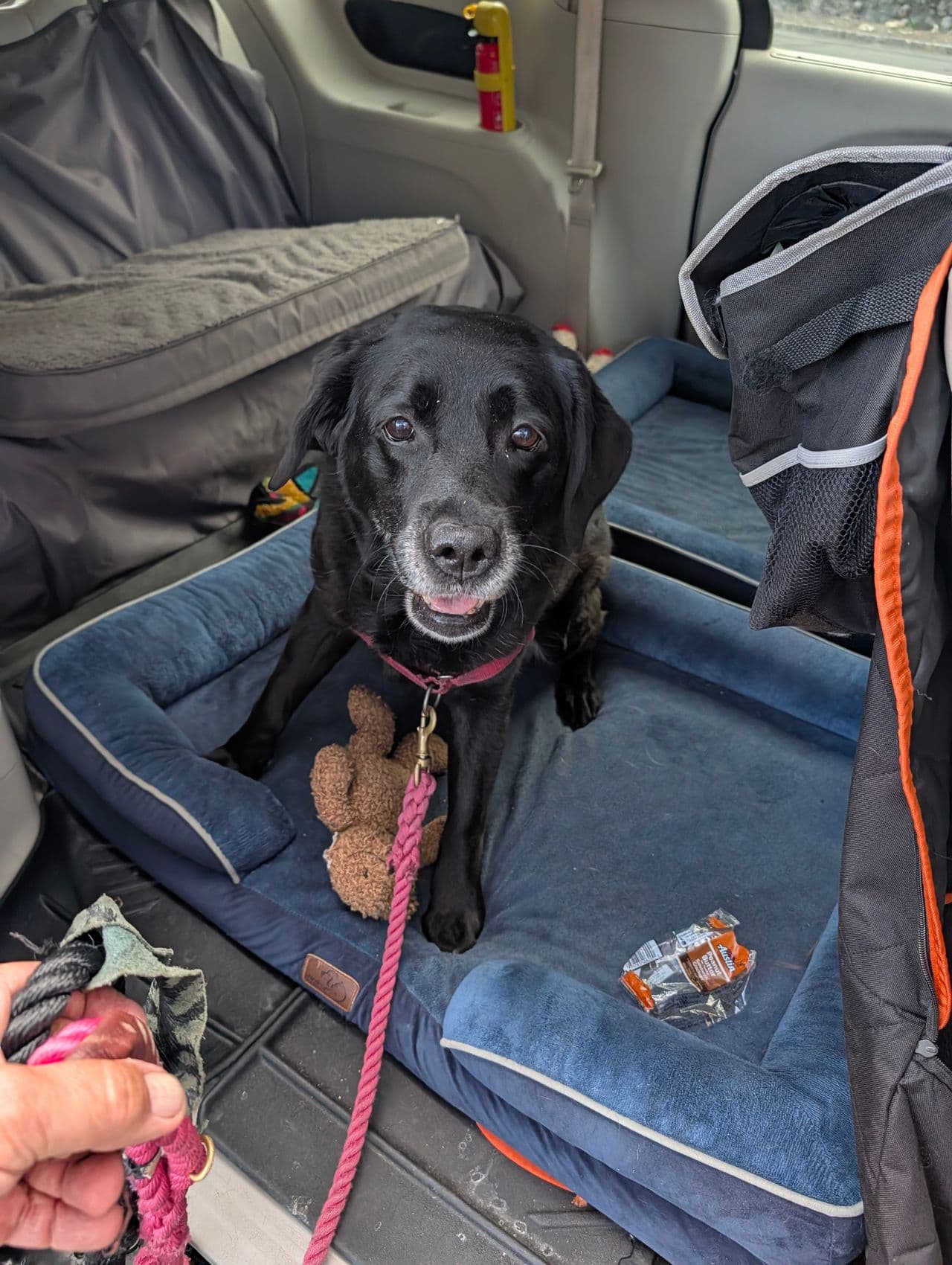 Pet travel photo 2