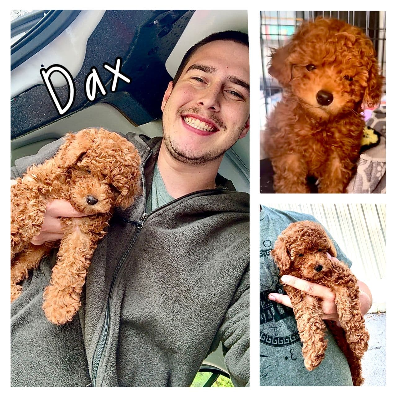 Pet travel photo 1
