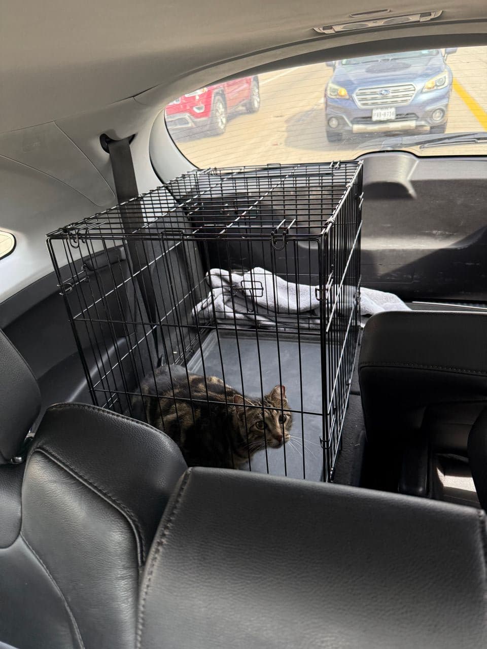 Pet travel photo 3