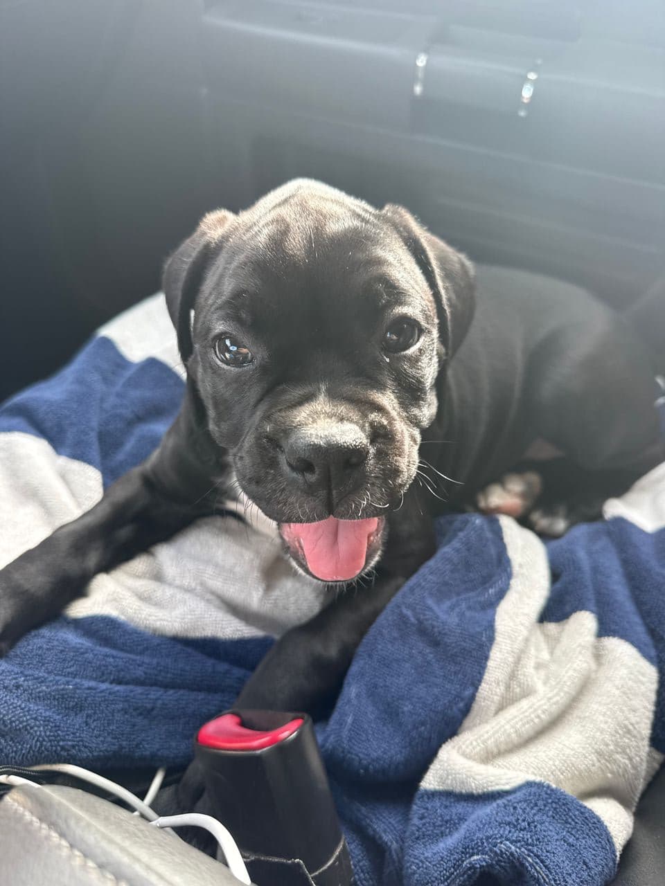 Pet travel photo 1