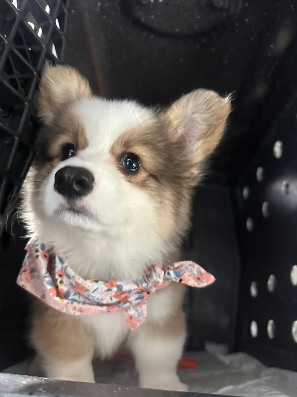 Pet travel photo 1