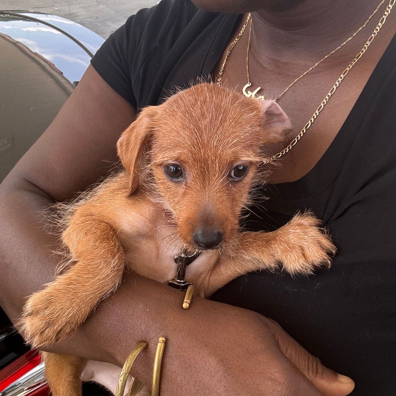 Pet travel photo 3