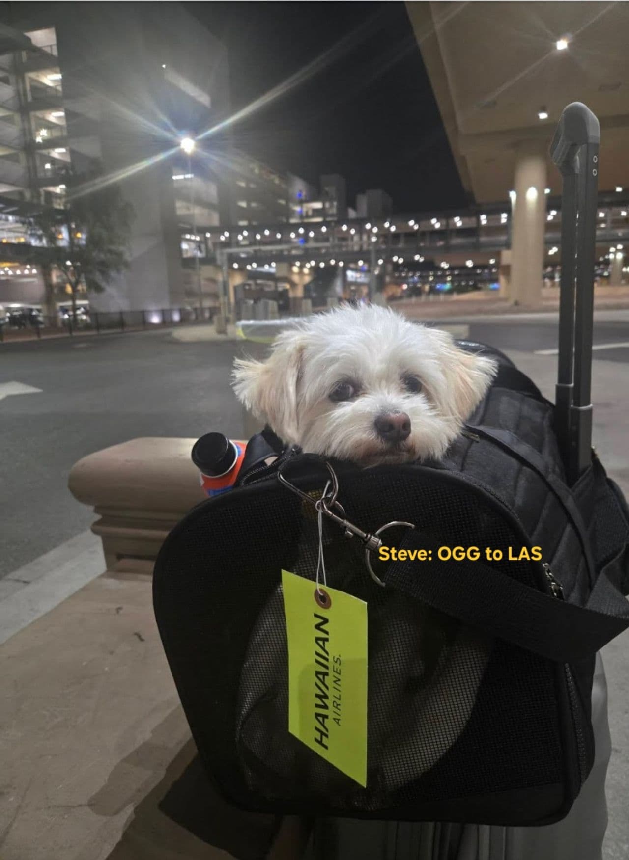 Pet travel photo 6