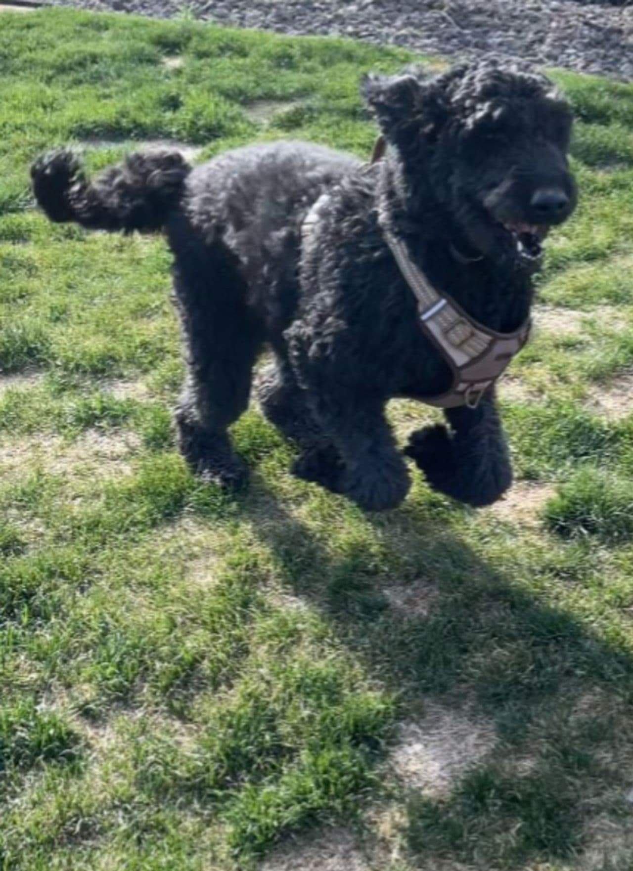 Pet travel photo 1