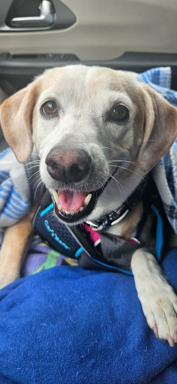 Pet travel photo 1