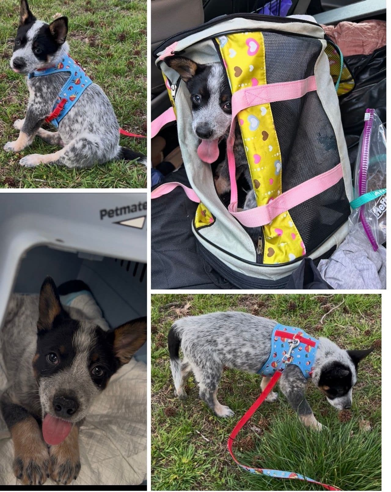 Pet travel photo 4