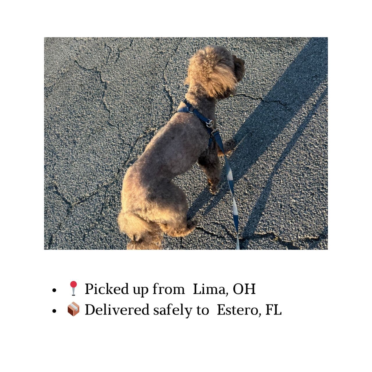 Pet travel photo 2