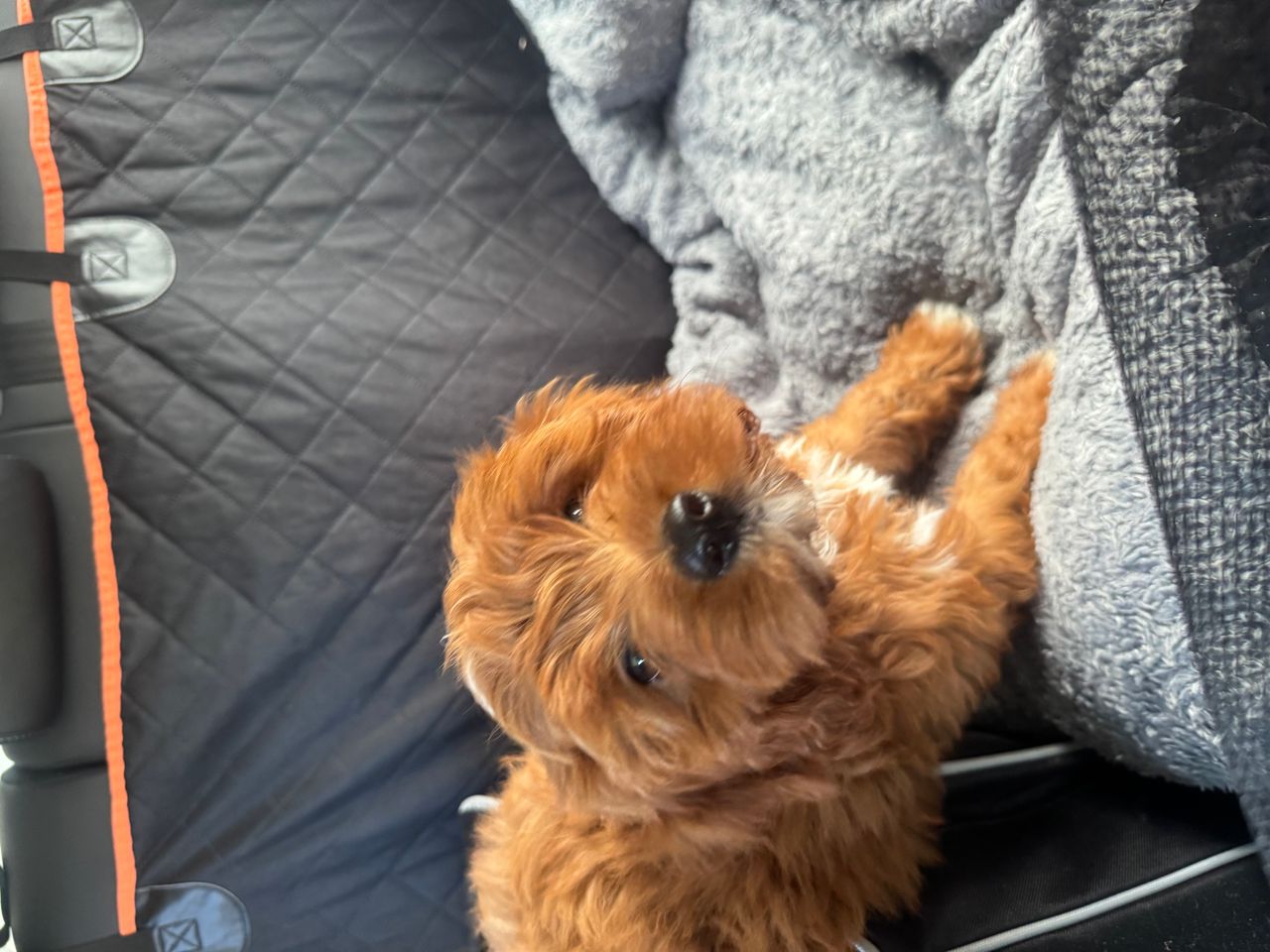 Pet travel photo 6