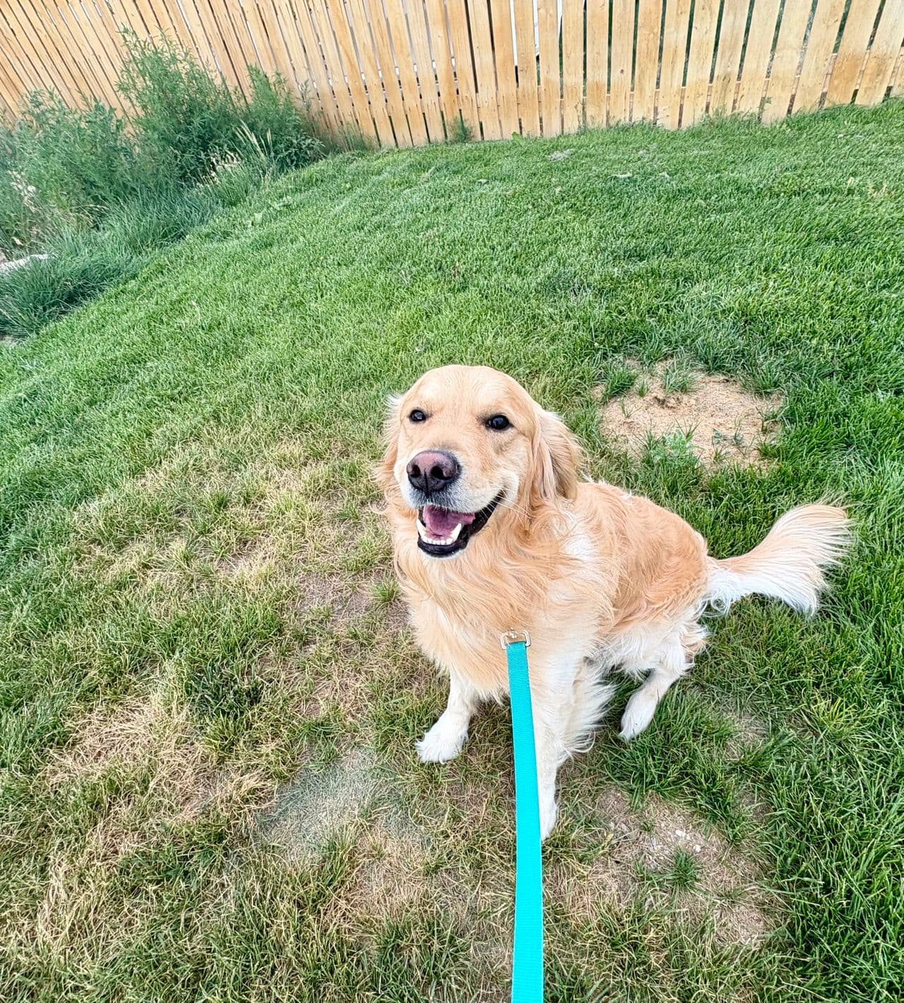 Pet travel photo 6