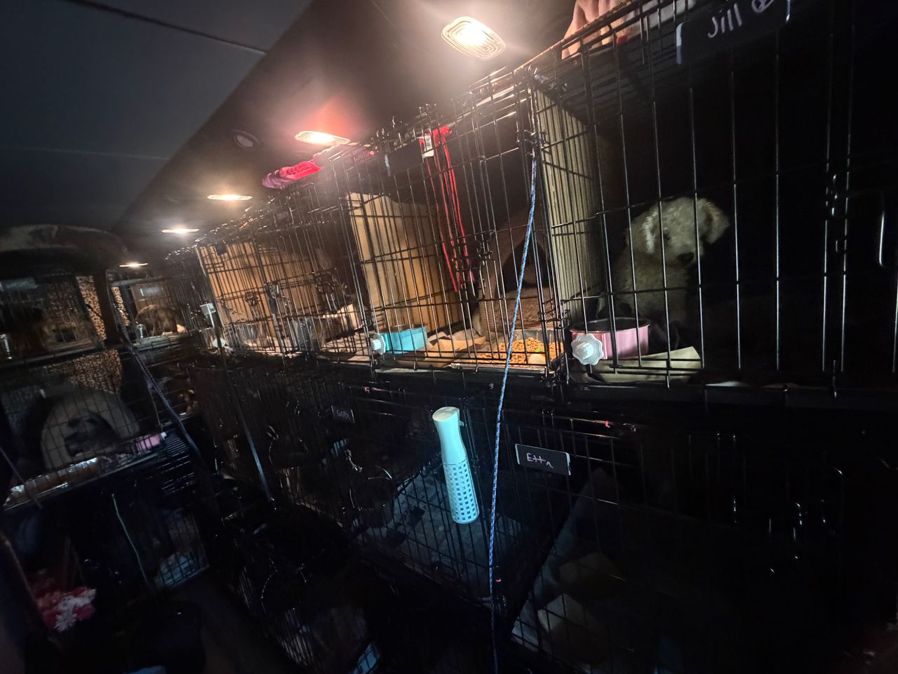 Pet travel photo 1