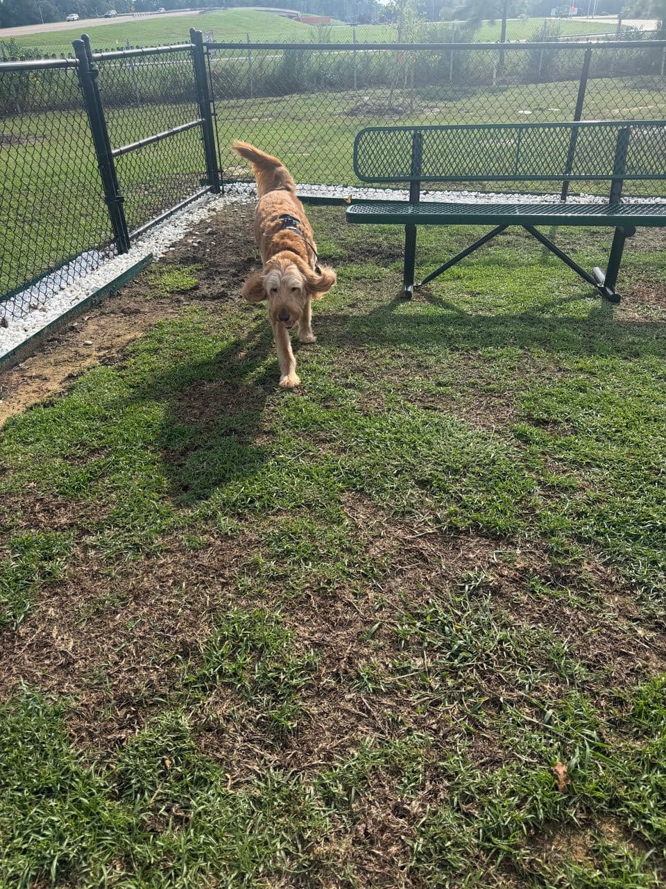 Pet travel photo 1