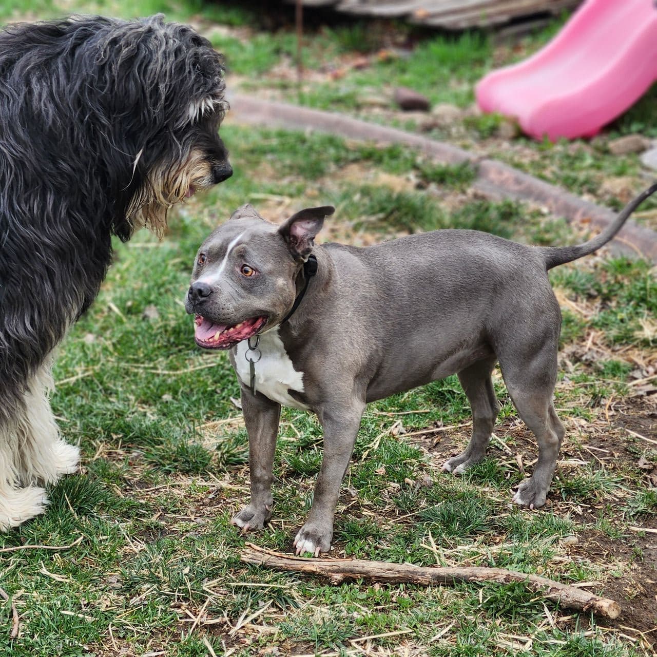 Pet travel photo 1