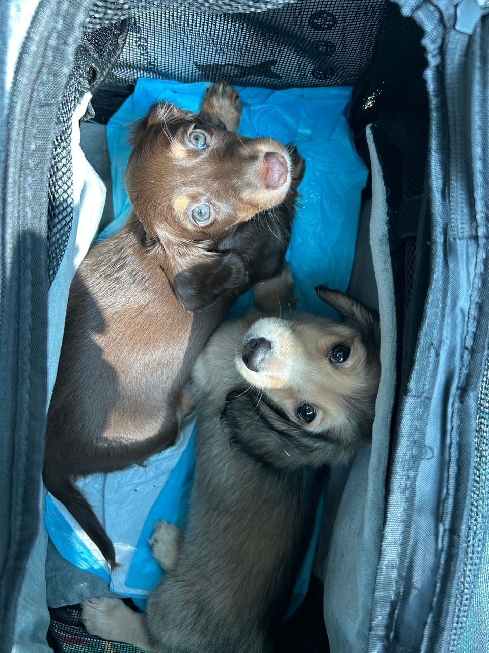 Pet travel photo 3