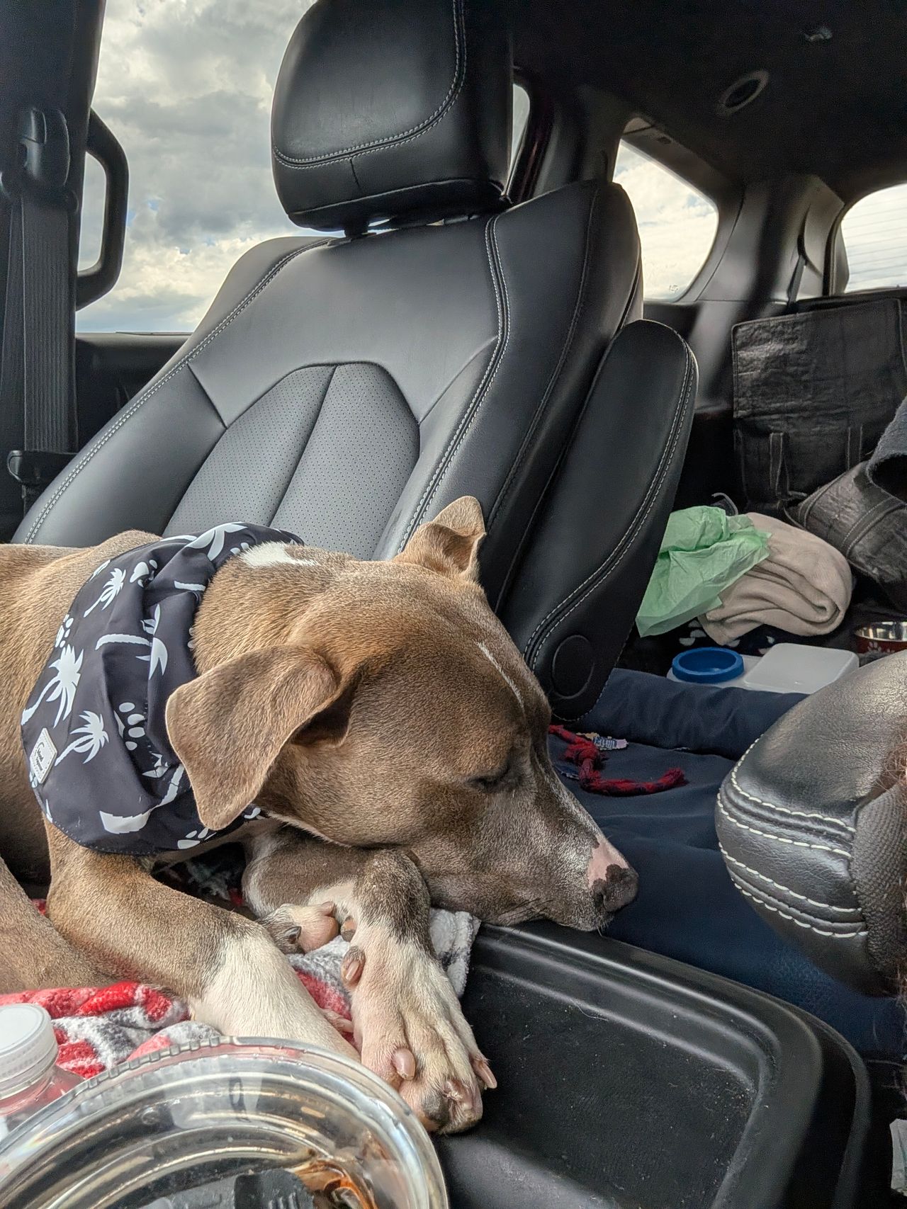 Pet travel photo 4