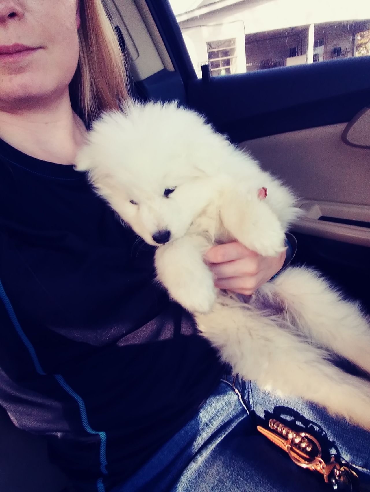 Pet travel photo 2