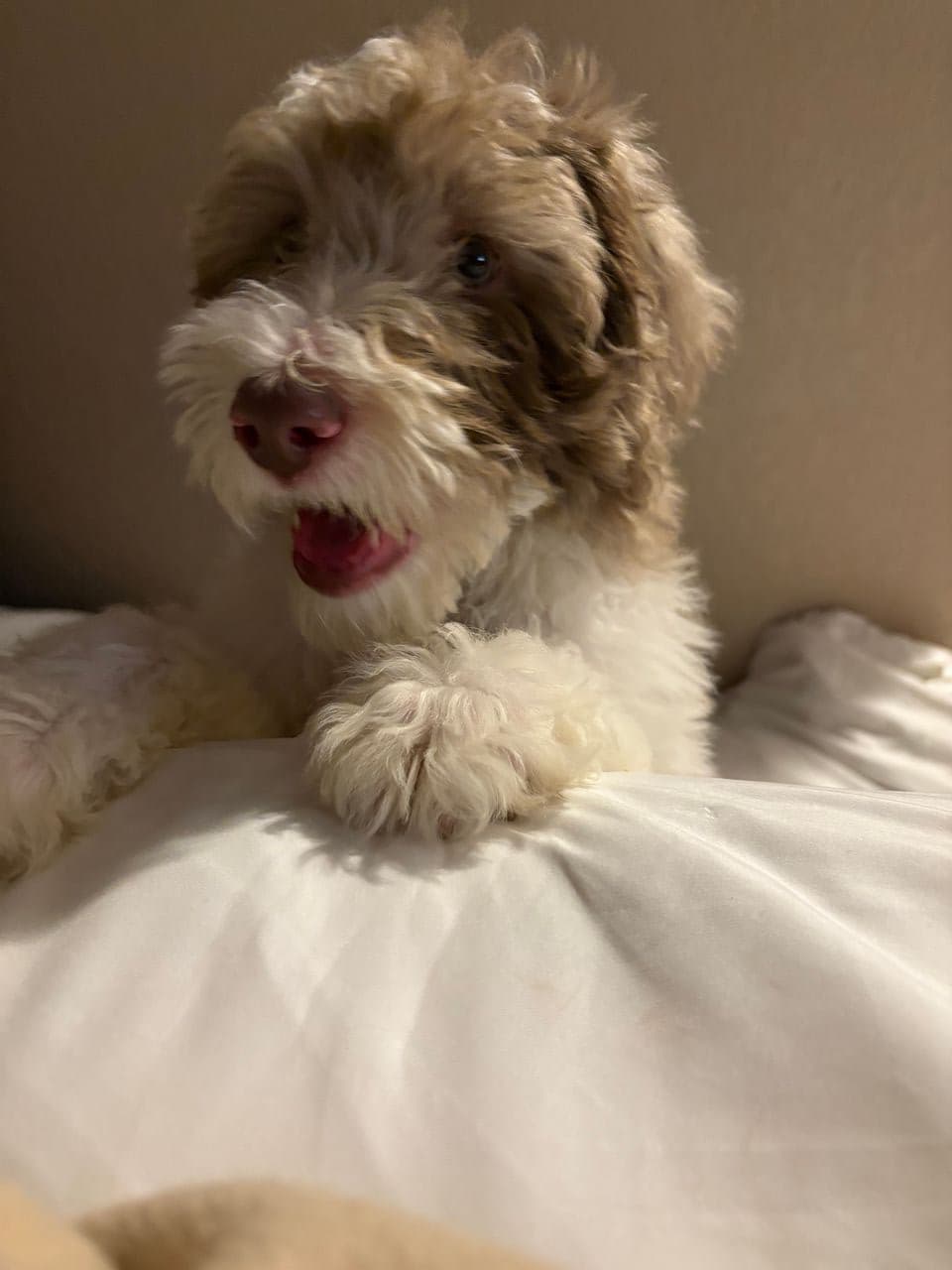 Pet travel photo 3