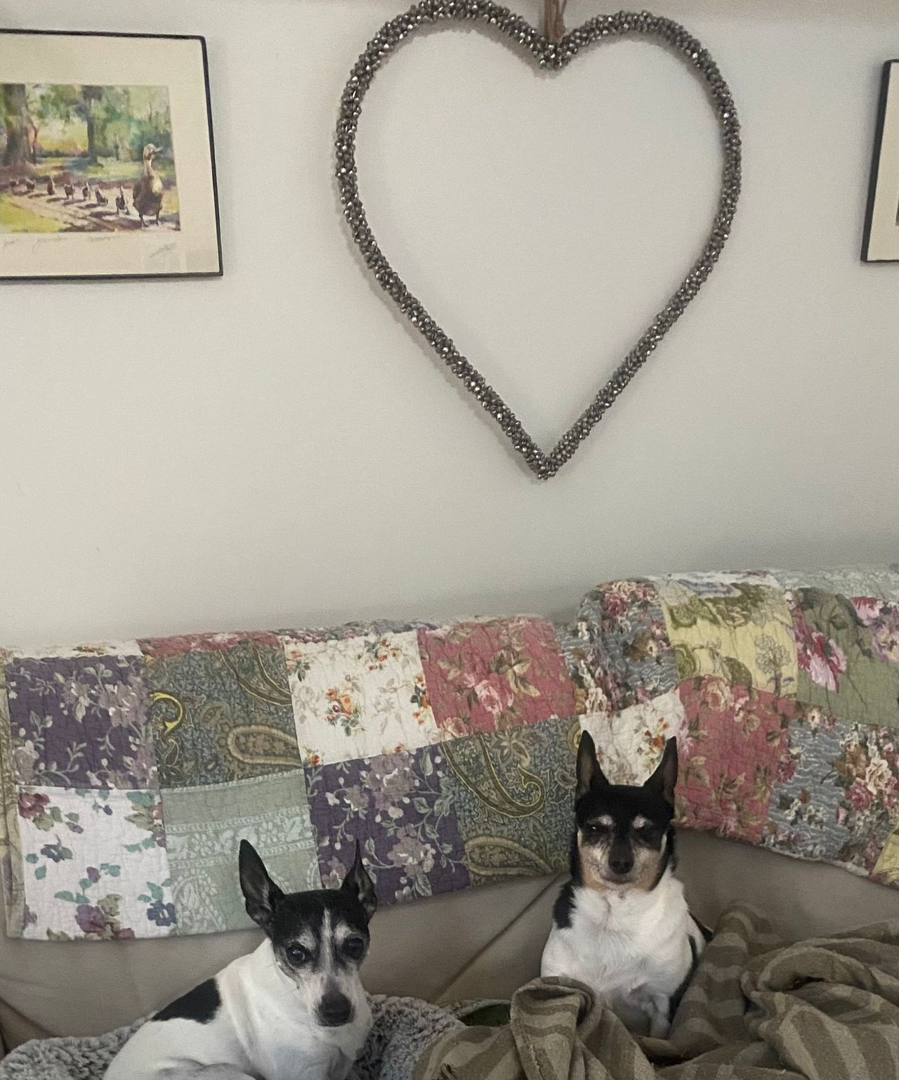 Pet travel photo 1