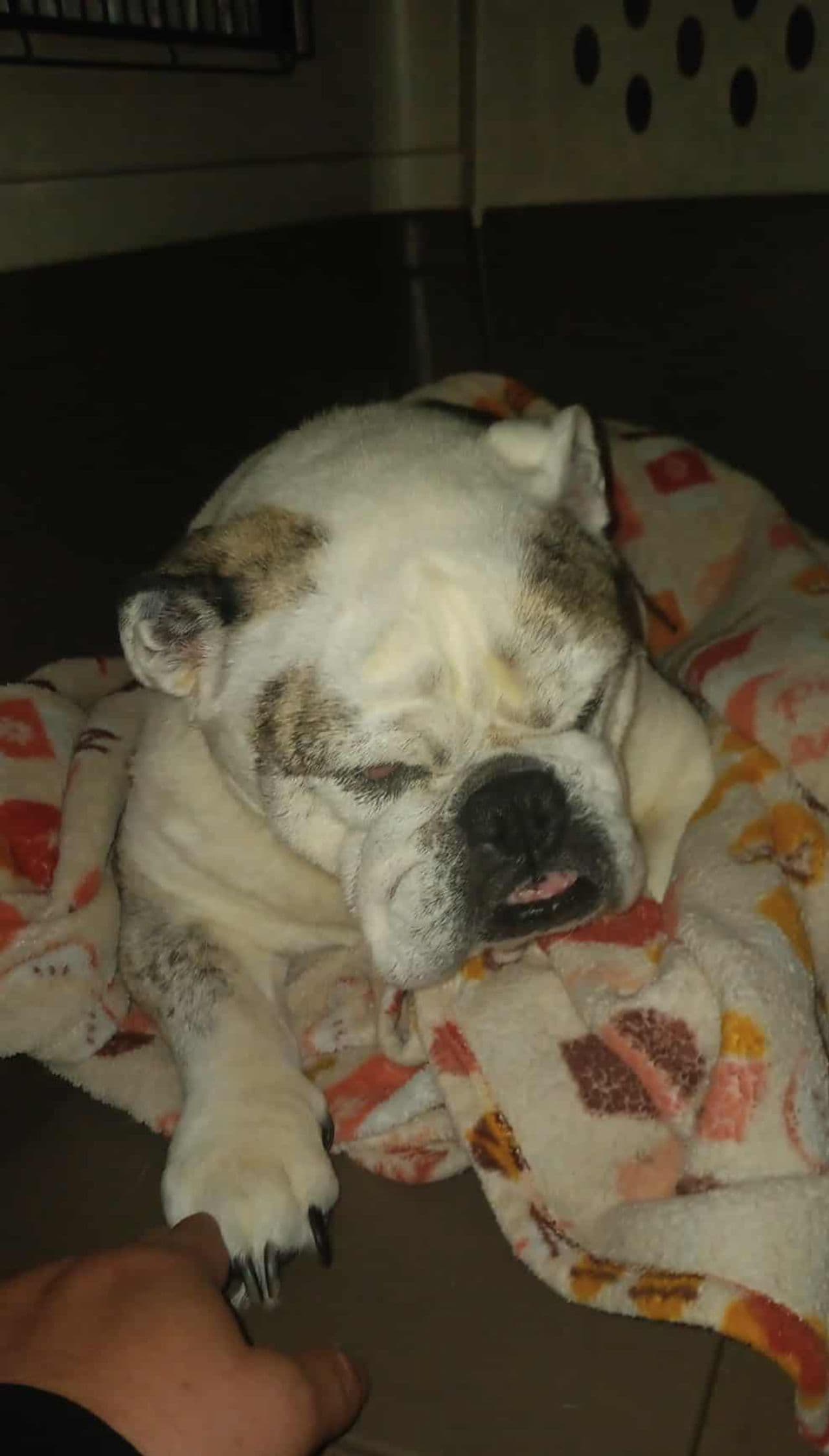 Pet travel photo 1
