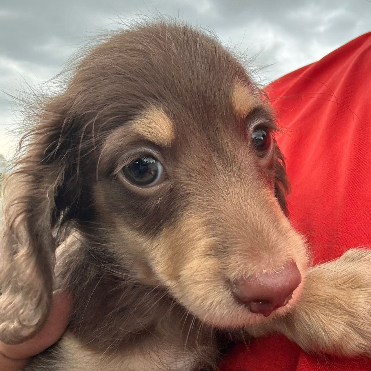 Pet travel photo 2