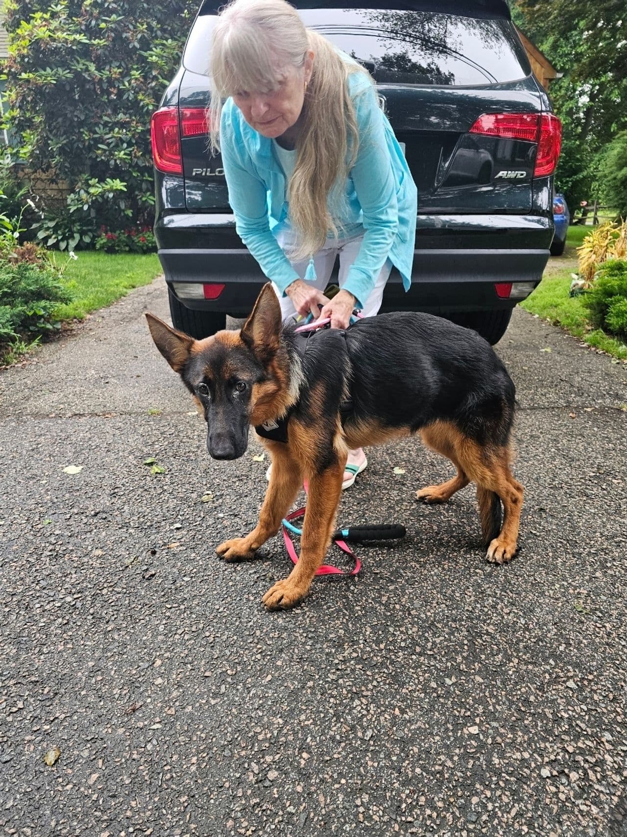 Pet travel photo 6