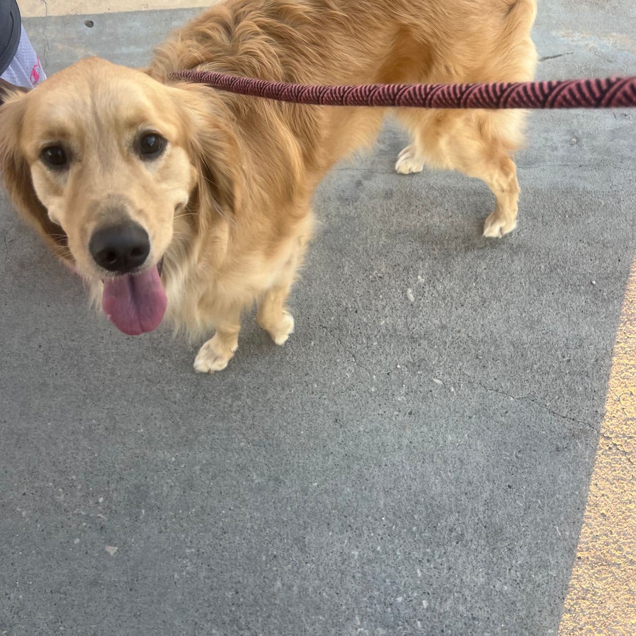 Pet travel photo 2