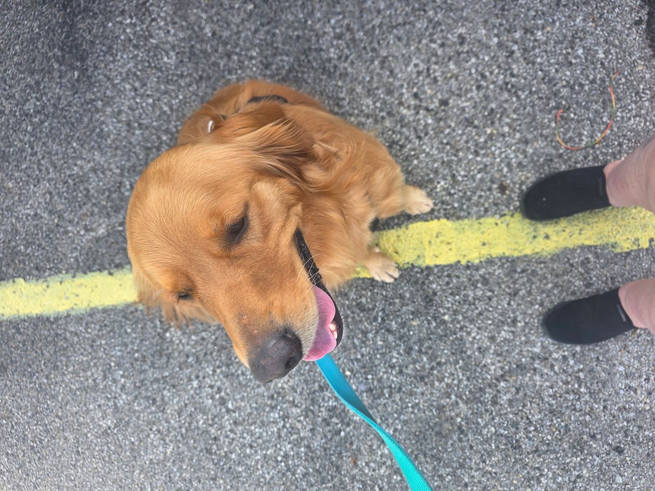 Pet travel photo 2