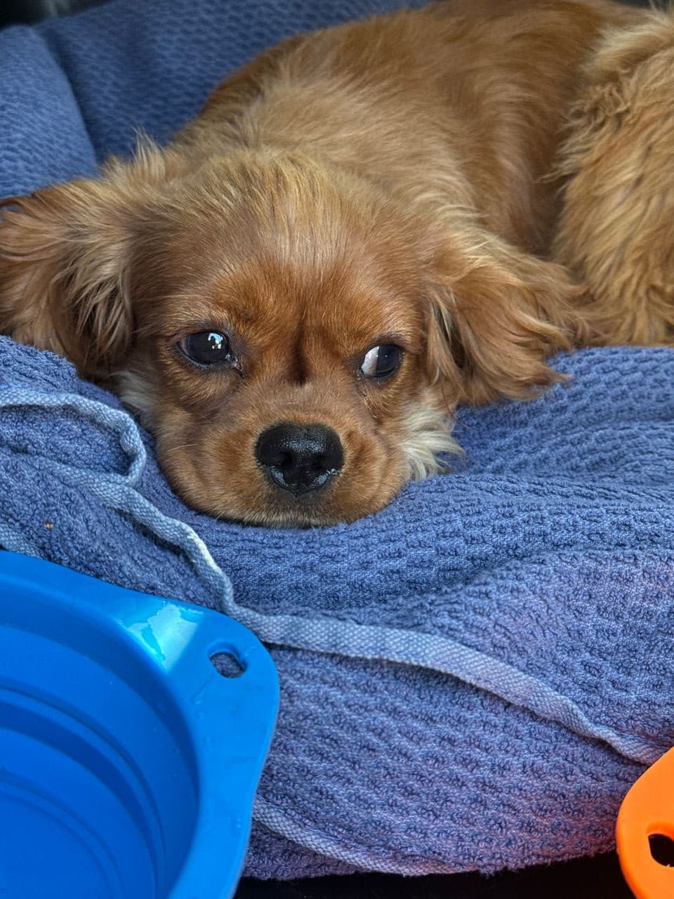 Pet travel photo 1
