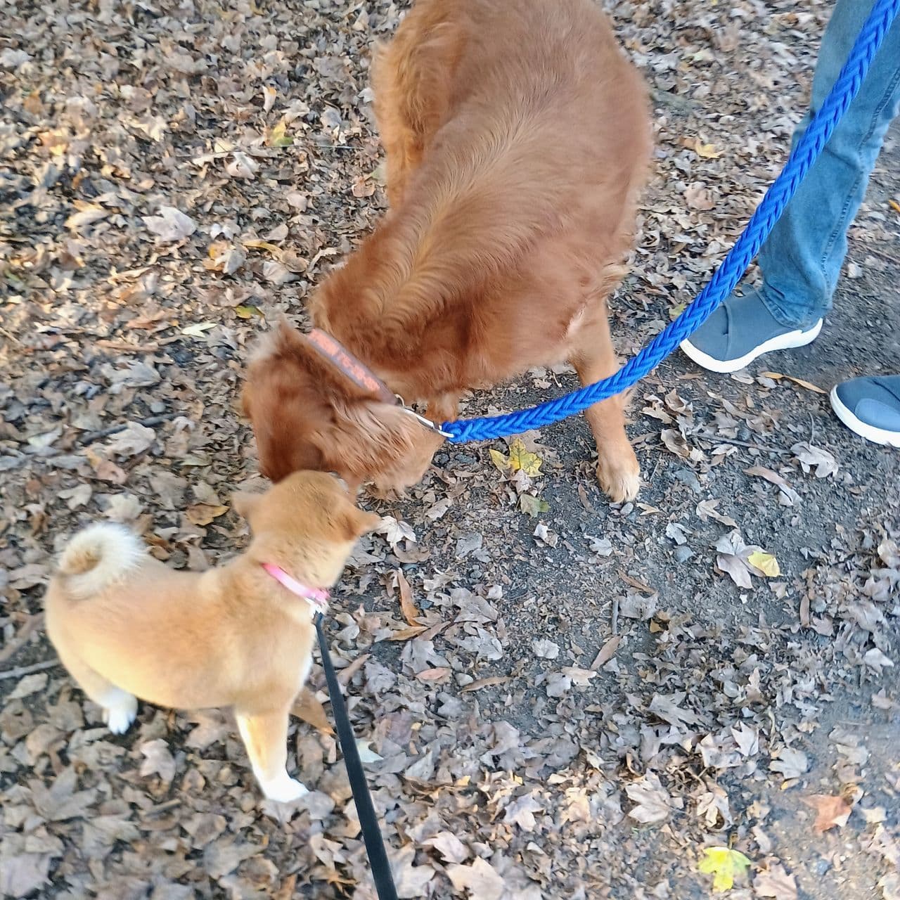 Pet travel photo 4