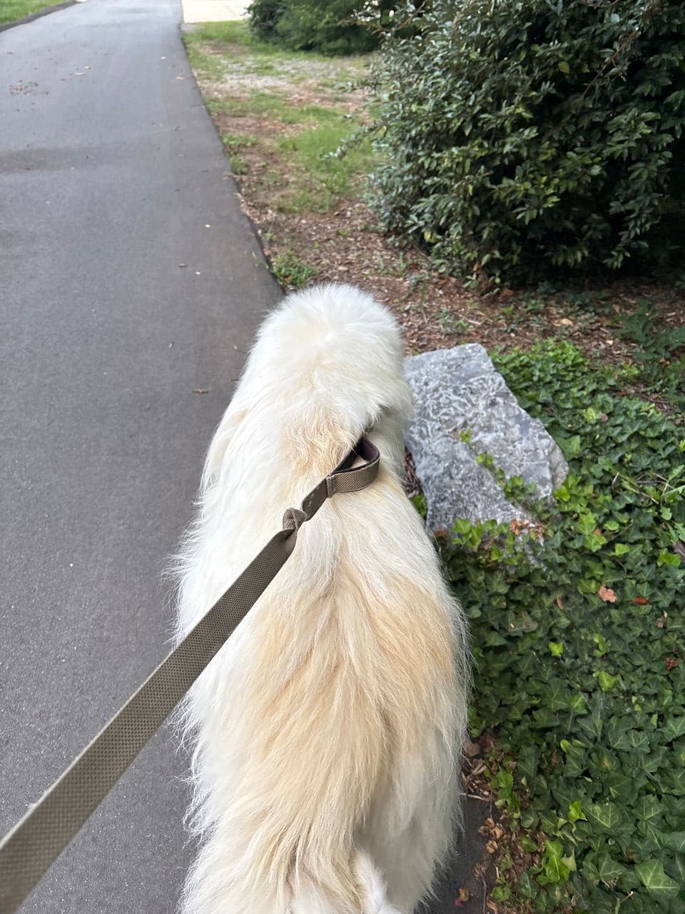Pet travel photo 6