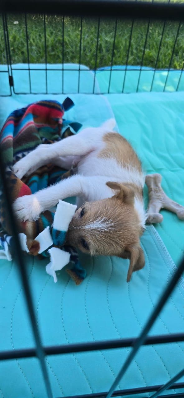 Pet travel photo 2