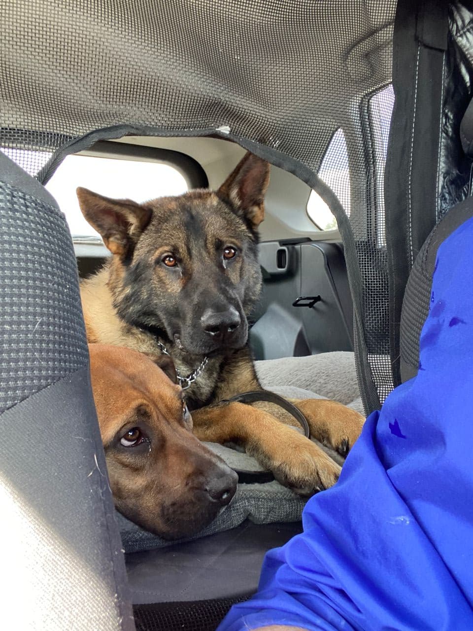 Pet travel photo 2