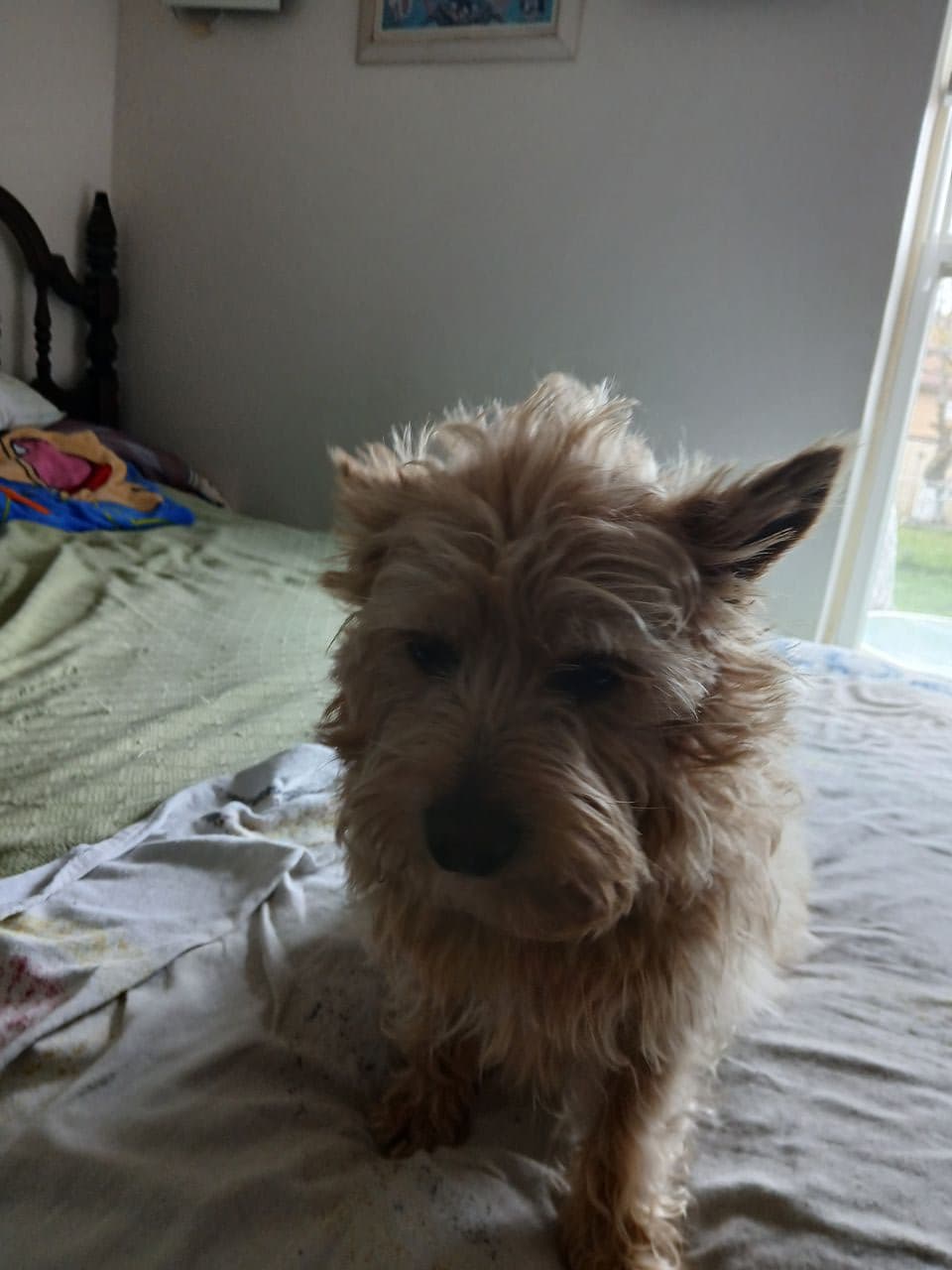 Pet travel photo 6