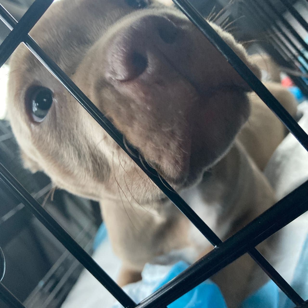 Pet travel photo 4