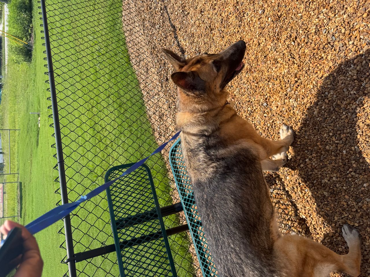 Pet travel photo 4