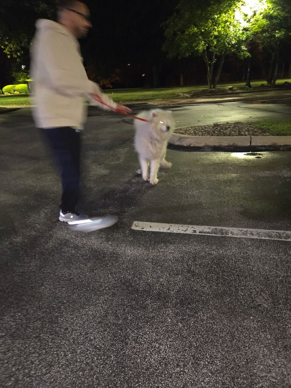 Pet travel photo 1
